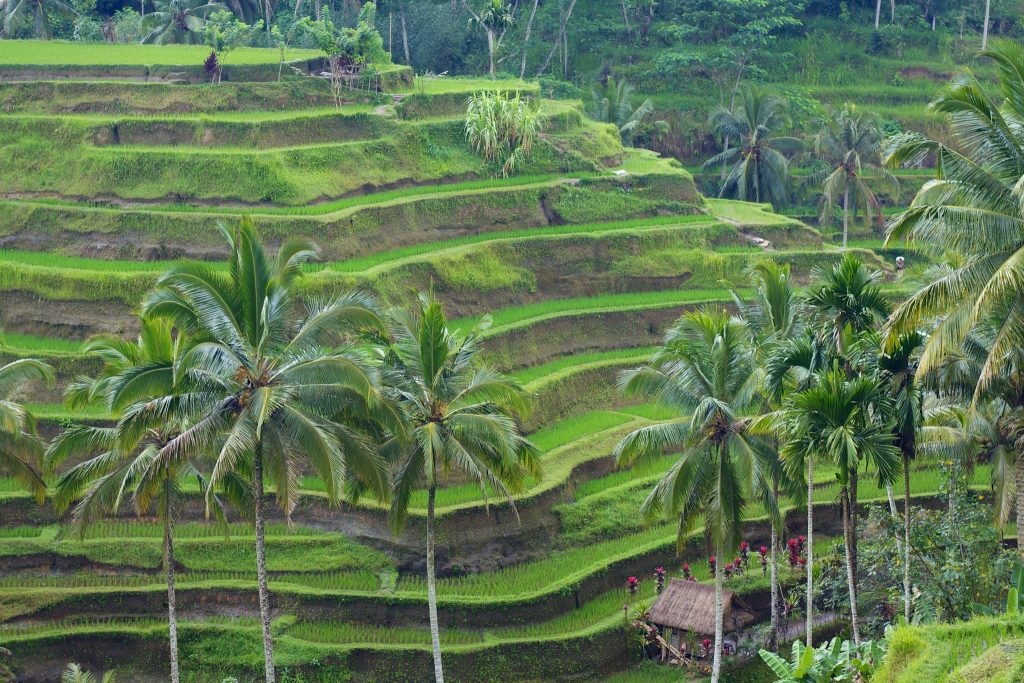 Tegalalang rice terraces