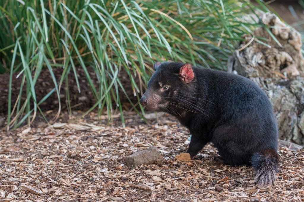 Tasmanian Devil